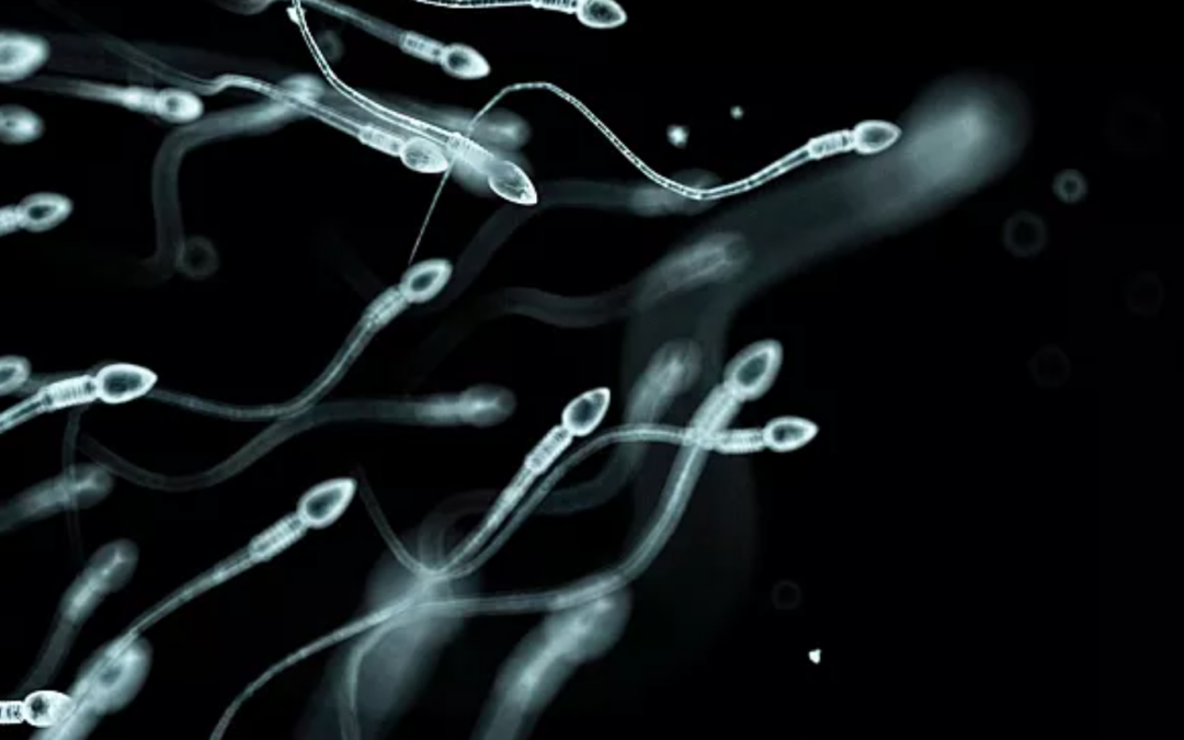 Baisse de la fertilité masculine : les facteurs de détérioration des spermatozoïdes identifiés