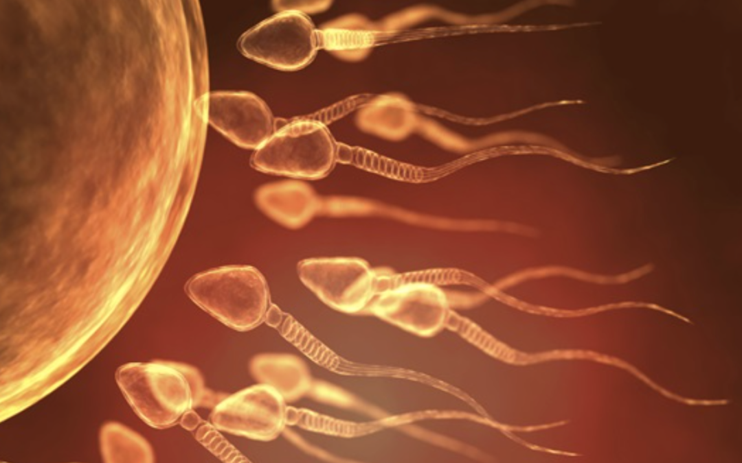 Des chercheurs créent un test de diagnostic pour identifier les spermatozoïdes fonctionnels chez les hommes infertiles