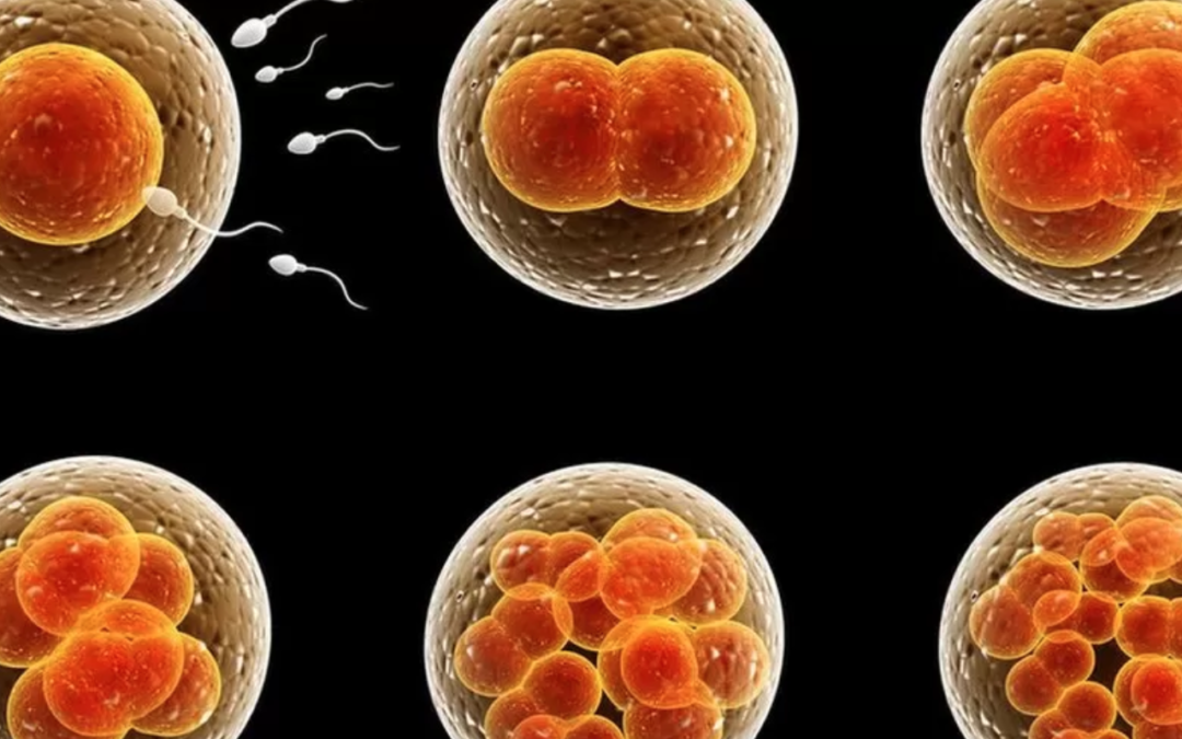 Scientists: Allow forbidden 28-day embryo experiments