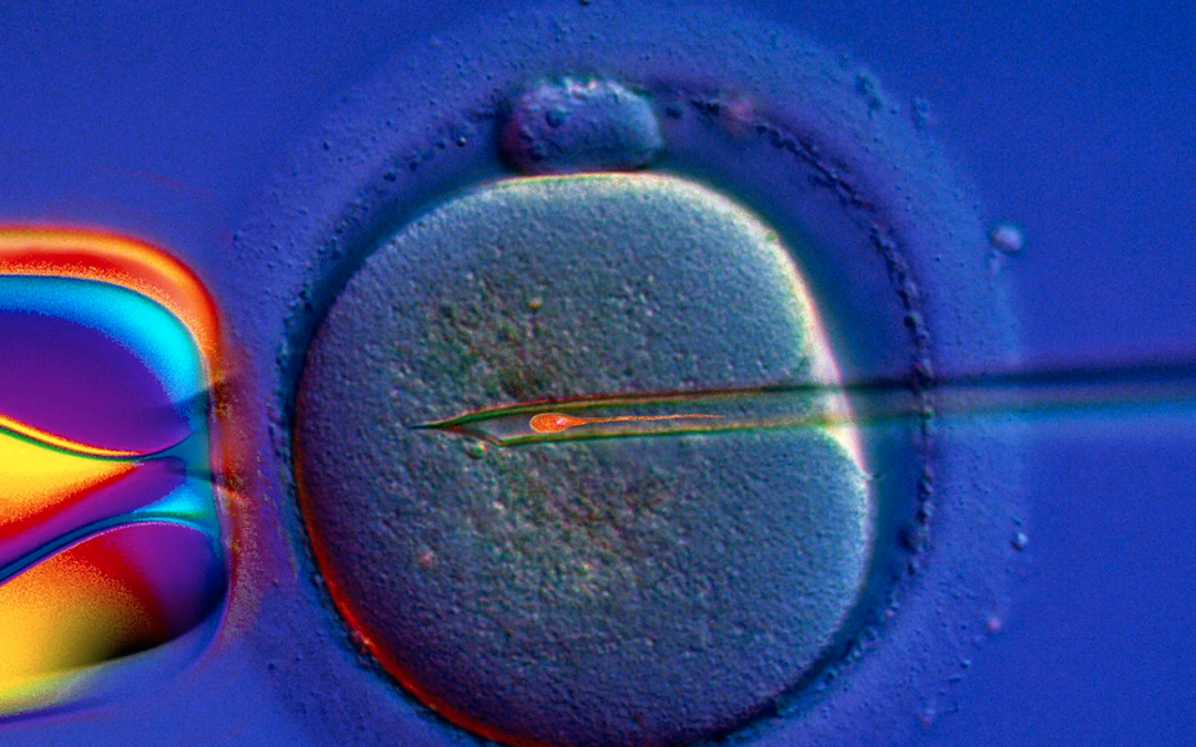 Infertilité féminine : cette molécule pourrait ralentir le vieillissement des ovocytes