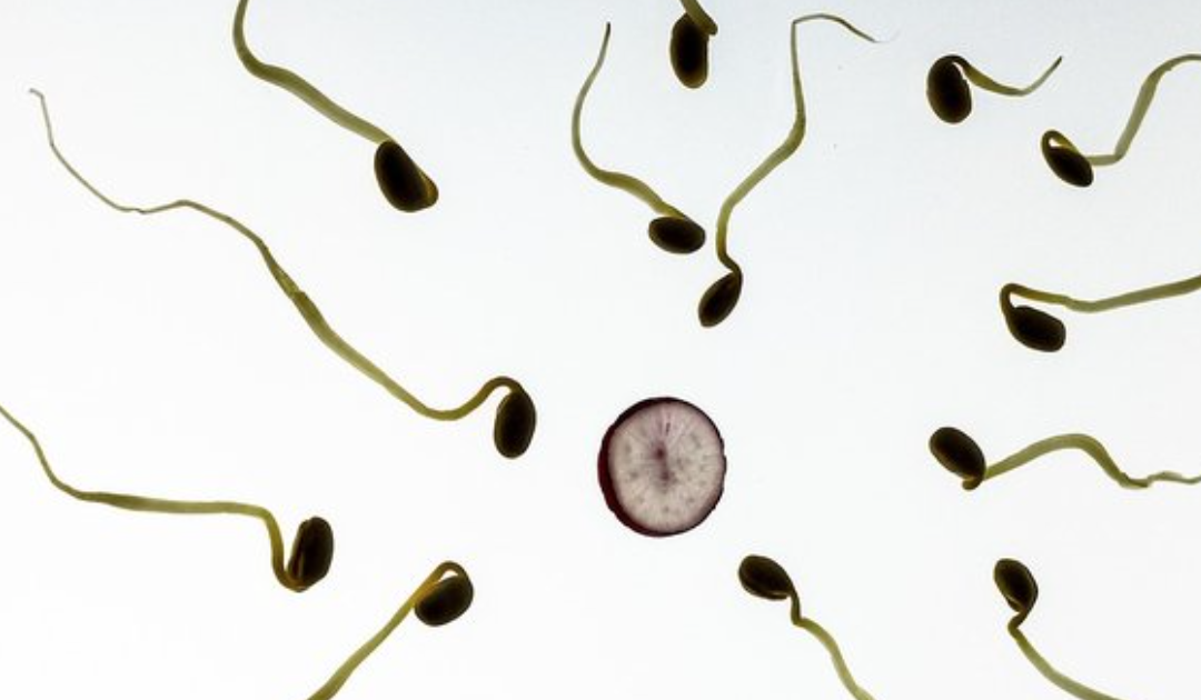 Difficultés des centres d’études et de conservation des oeufs et du sperme et baisse des dons de sperme et d’ovocytes